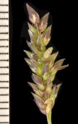 Image: K.A. Ford © Landcare Research 2015 